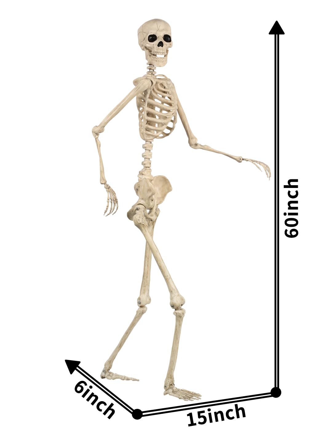 Life Size Posable Skeleton with Movable Joints U2675
