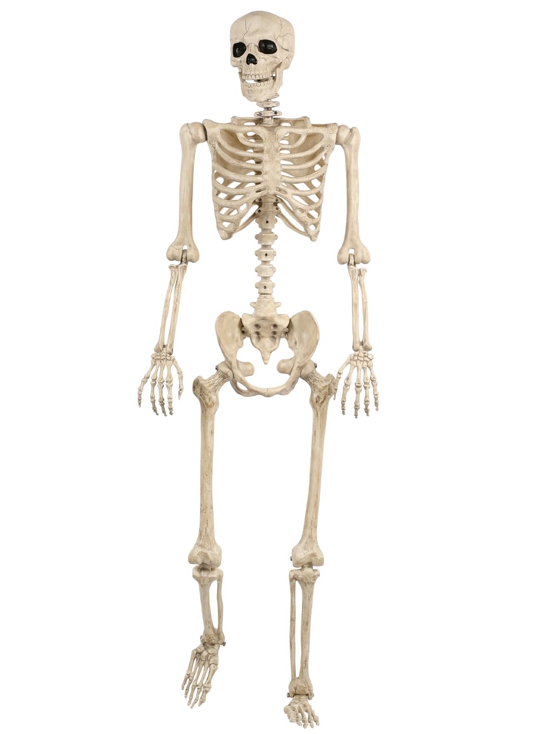 Life Size Posable Skeleton with Movable Joints U2675