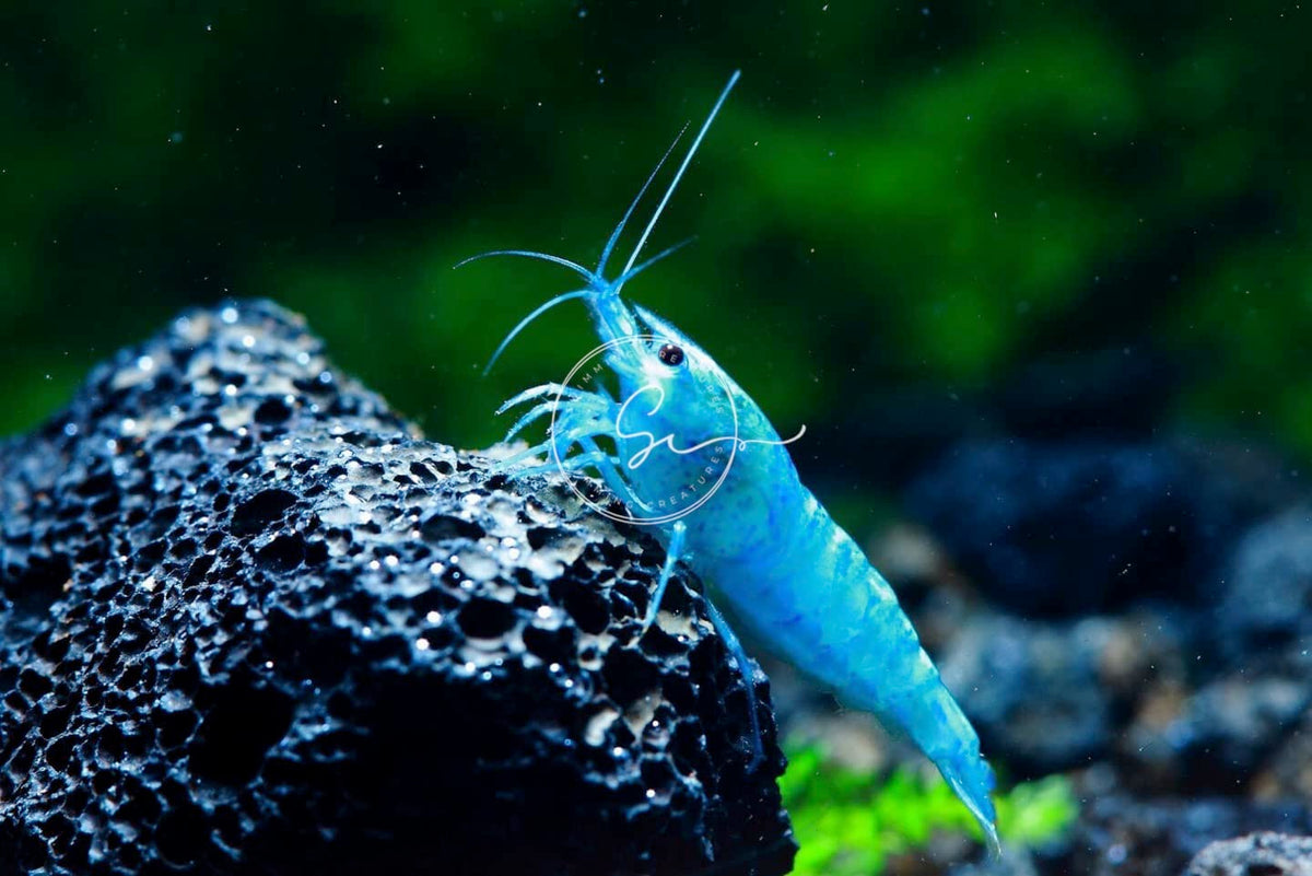 Freshwater Aquarium Shrimp O61222