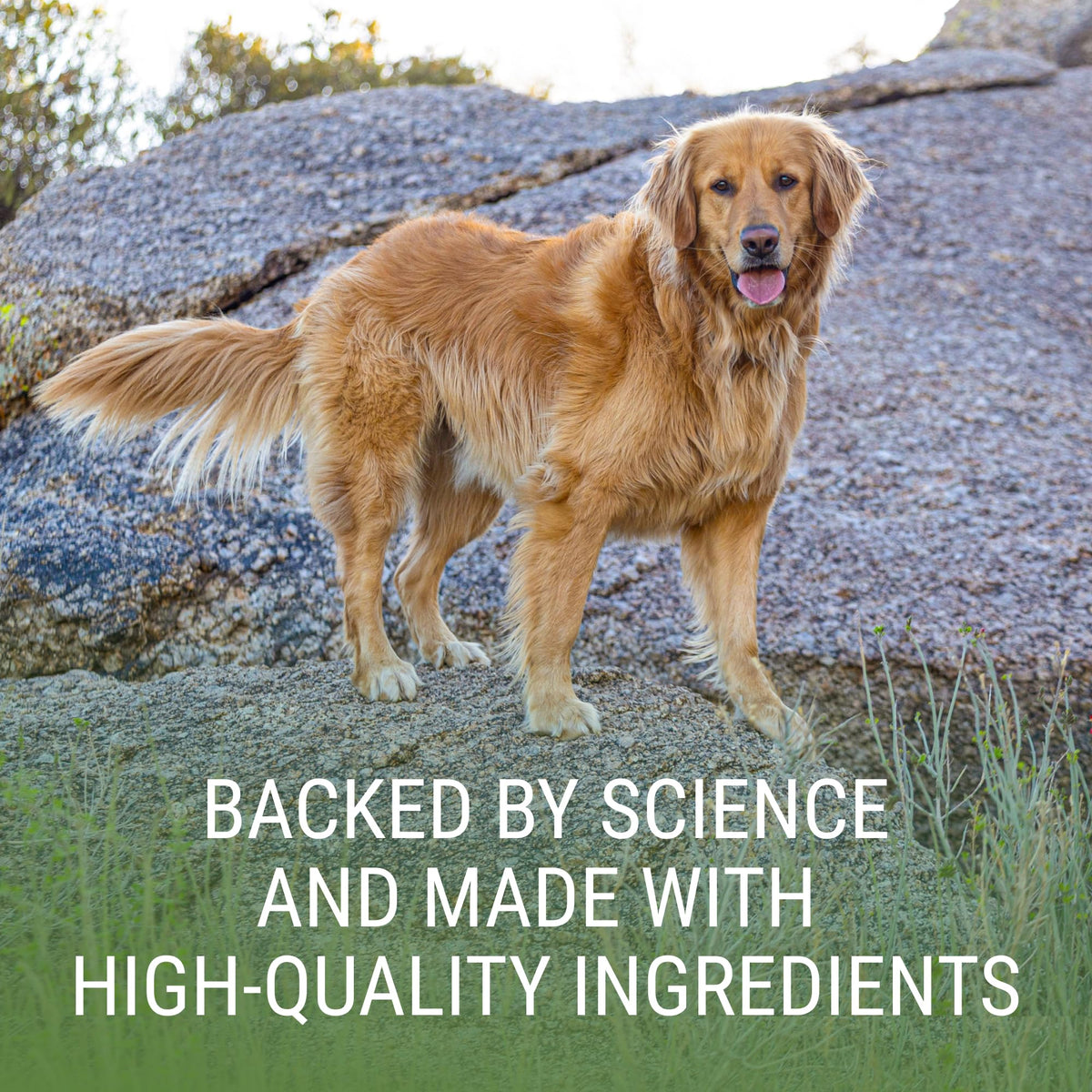 Liver & Brain Supplement for Large Dogs, 30ct Tablets Z4124